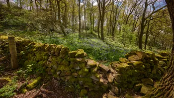 Dry stone wall bluebells bright.jpg